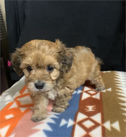 Dach/bichon little Girl #5