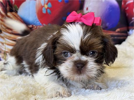 AKC  Shih tzu female