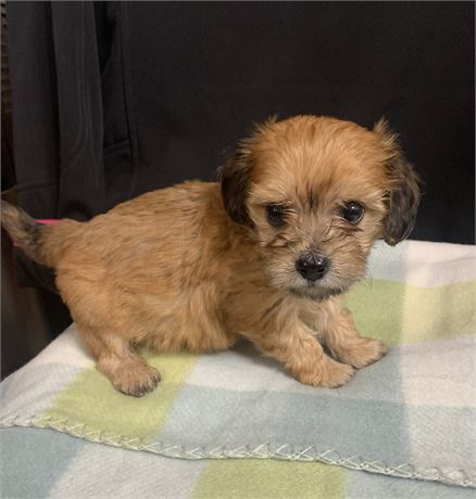 Dach/bichon Red Little Girl #2