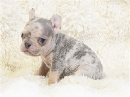 Garth ~ Gorgeous AKC Lilac & Tan Merle Male French Bulldog!!