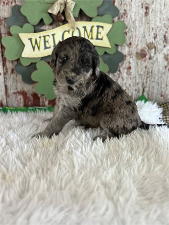 Male Goldendoodle-Tigger