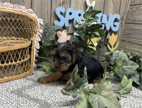 Male Yorkshire Terrier
