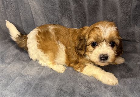 F1B Female Cavapoo