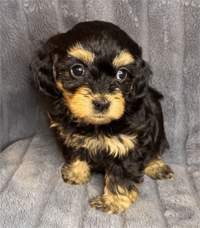 F1B Female Cavapoo