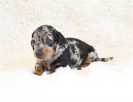 Lady 1 ~ Gorgeous male ~