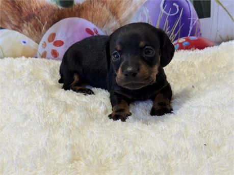 Male Mini Dachshund