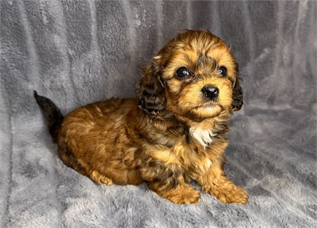 F1B Female Cavapoo