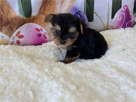 Teacup Yorkie male