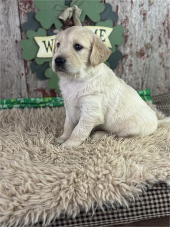 Male Golden Retriever-Tommy