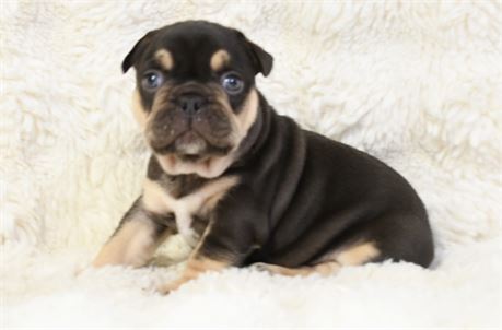 Fin ~ Gorgeous AKC Chocolate & Tan Male French Bulldog!!