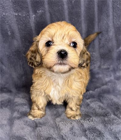 F1B Male Cavapoo