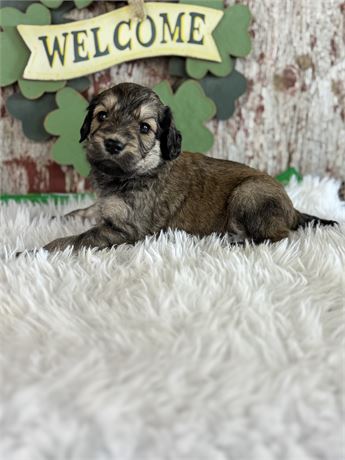 Female Goldendoodle- Tracy