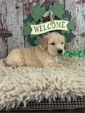 Female Golden Retriever-Tia
