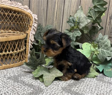Male Yorkshire Terrier