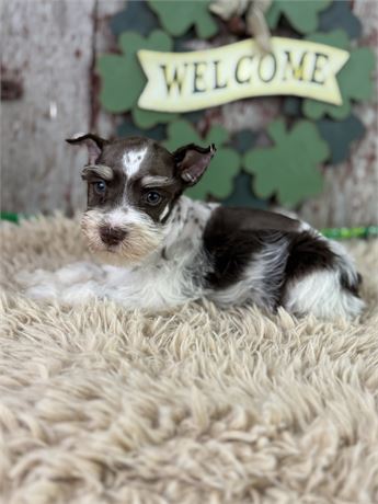 Male Miniature schnauzer-Paul