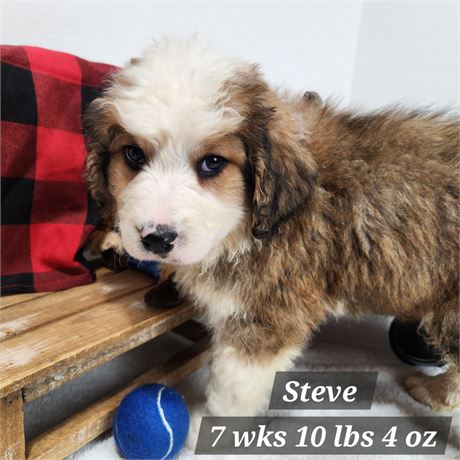 Great Bernese (Great Pyrenees x Bernese Mountain Dog) Male 2610-02