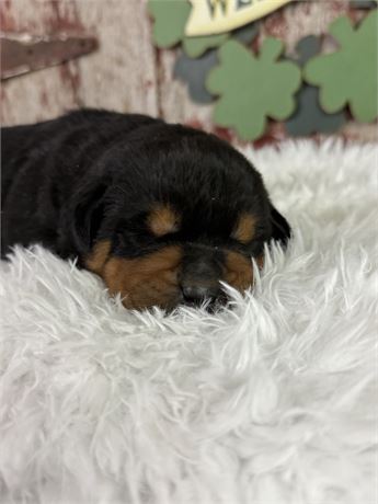 Male Rottweiler- Dodger