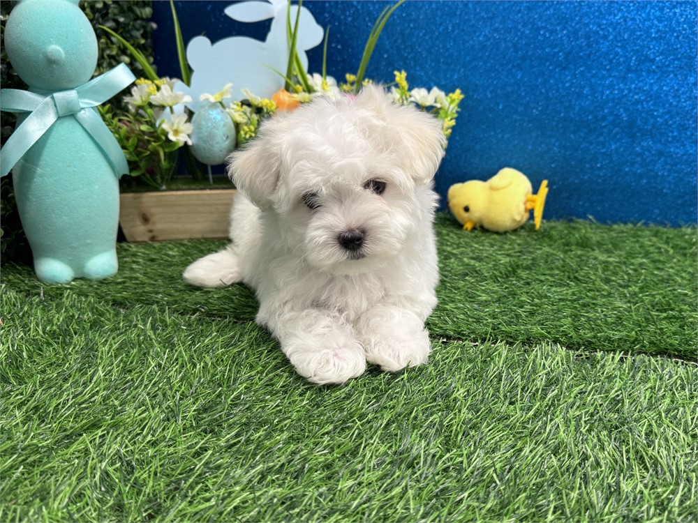 Male Maltese