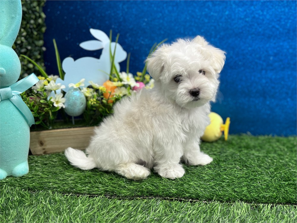 Male Maltese