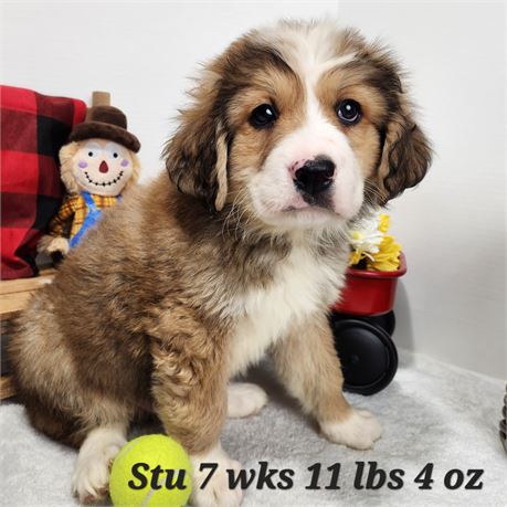 Great Bernese (Great Pyrenees x Bernese Mountain Dog) Male 2610-01