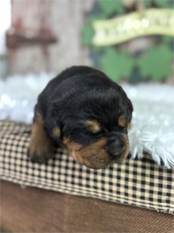 Female Rottweiler- Daisy