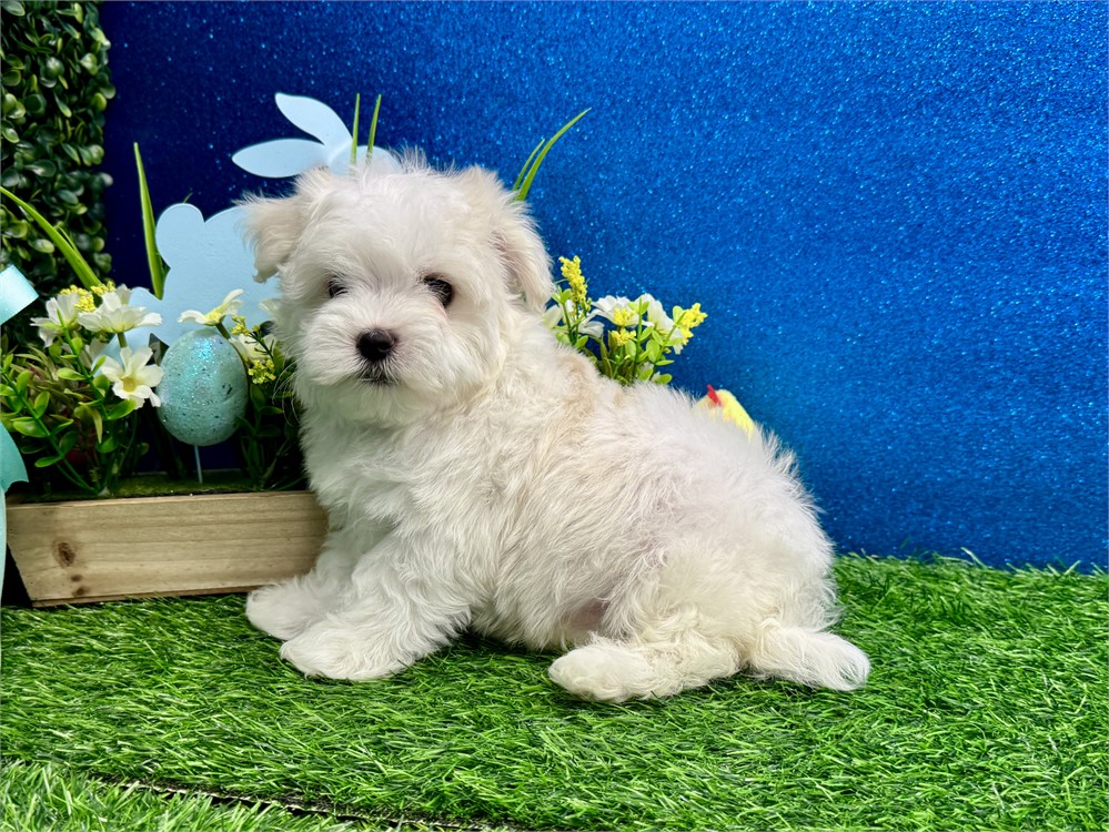 Male Maltese