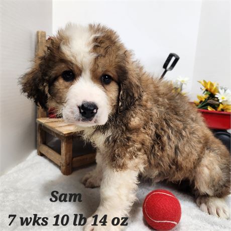 Great Bernese (Great Pyrenees x Bernese Mountain Dog) Male 2610-03