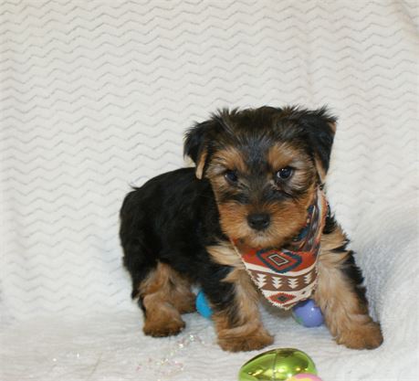 Precious Male Yorkie *UABR*