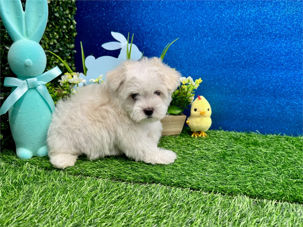 Male Maltese