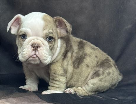 Adorable Lilac Merle Bulldog, 2 blue eyes, very small, lots of wrinkles