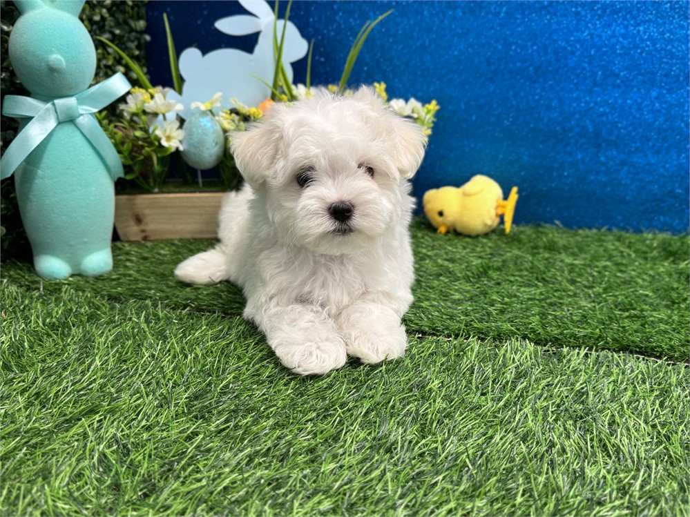 Male Maltese