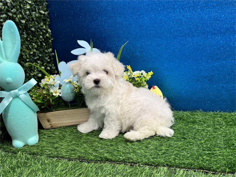 Male Maltese
