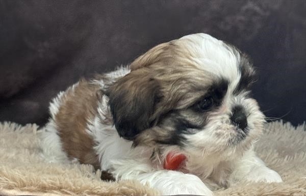 Gorgeous Male Shih Tzu