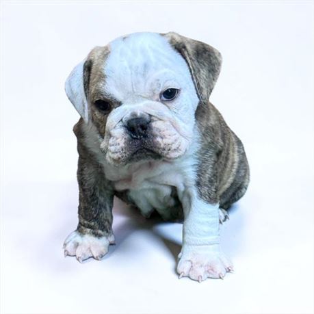 Beautiful, chunky female bulldog with lots of white