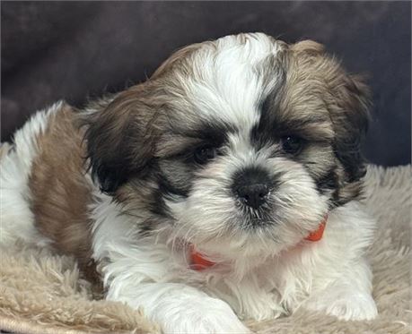 Gorgeous Male Shih Tzu