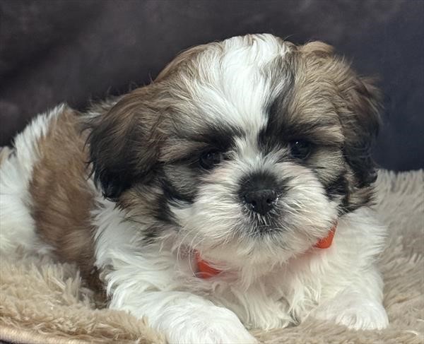 Gorgeous Male Shih Tzu