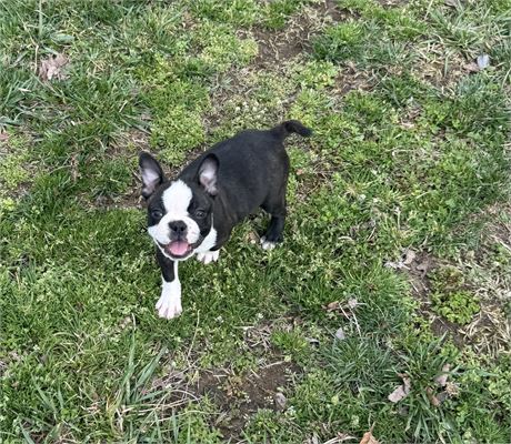 Adorable Boston Male