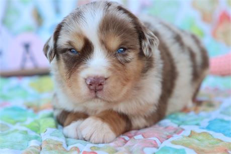 USDA CLEAN * ASDR MINI AUSSIE