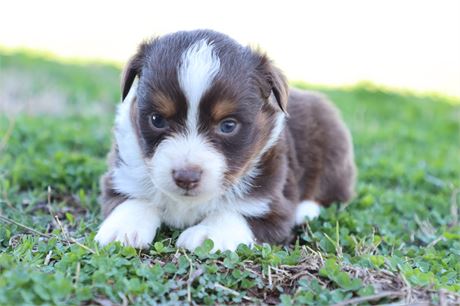 USDA CLEAN * ASDR MINI AUSSIE