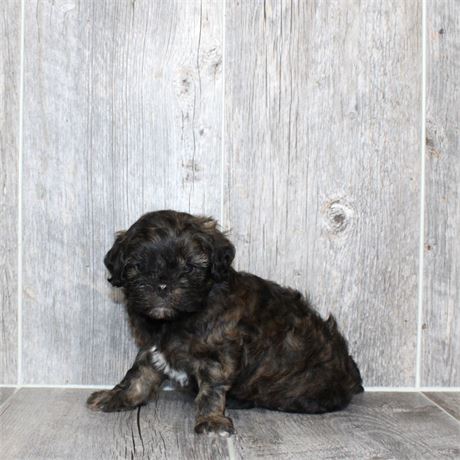 2647-02 Cavapoo