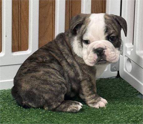 Gorgeous Stocky Male Bulldog