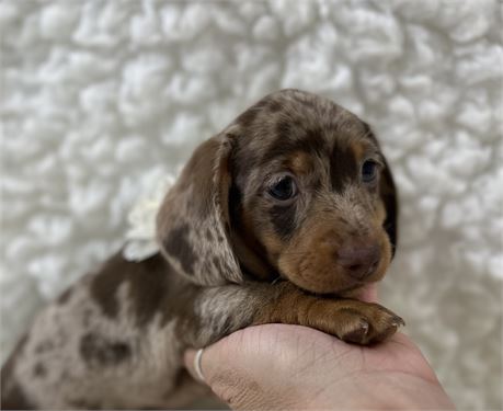 AKC Mini Dachshund