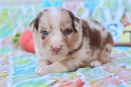 USDA CLEAN * ASDR MINI AUSSIE
