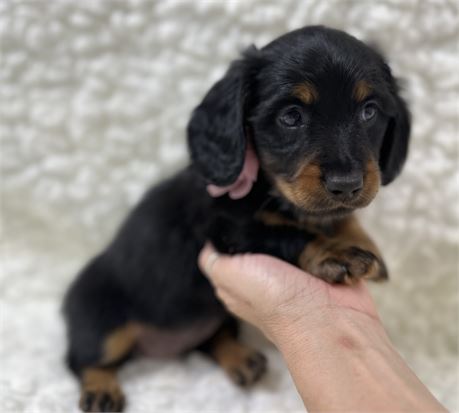 AKC Mini Dachshund