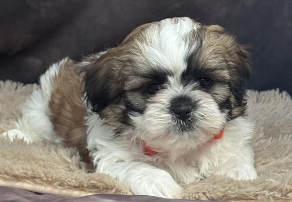 Gorgeous Male Shih Tzu