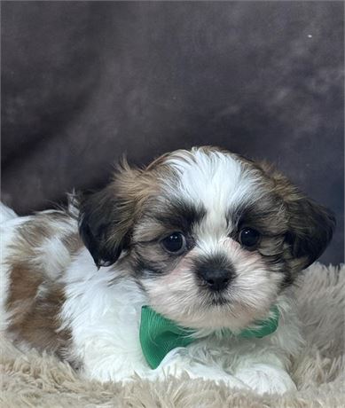 Gorgeous Male Shih Tzu