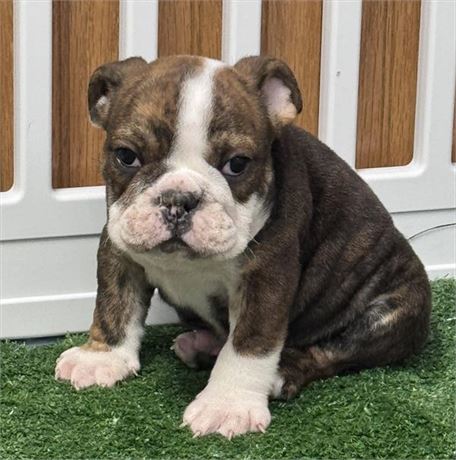 Gorgeous Stocky Male Bulldog, nice eye markings