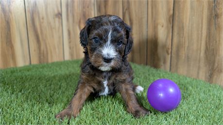 Sable &White female cavapoo