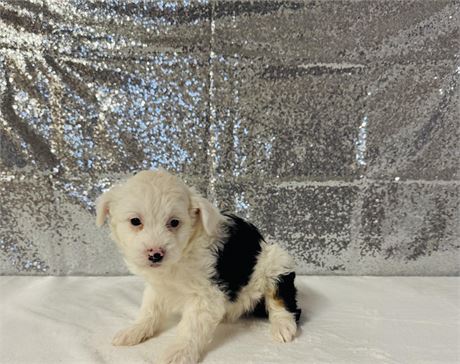 AUSSIEDOODLE MINI PUPS - CLEAN USDA