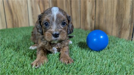 Sable &White male cavapoo